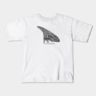 Treehopper with Common and Latin Names - super cute bug drawing Kids T-Shirt